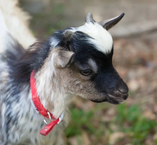 Tibetan goat head — ストック写真