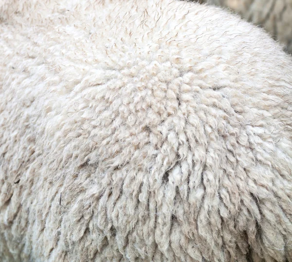 Lã de merino — Fotografia de Stock
