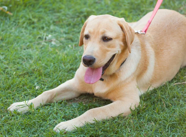 新鮮な緑の芝生にラブラドル ・ レトリーバー犬 — ストック写真