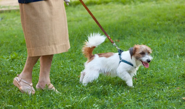 Dog that pulls the leash of elderly owner. — Stock Photo, Image