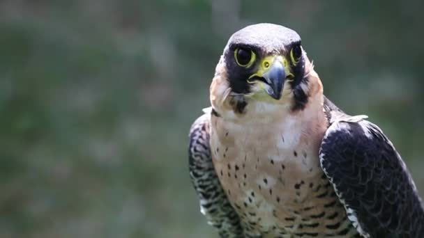 Falcon perigrino de cerca — Vídeo de stock