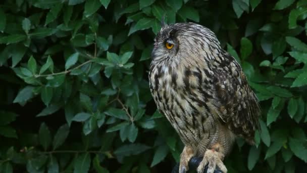 Búho de cuernos, Bubo Virginianus Subarcticus . — Vídeo de stock