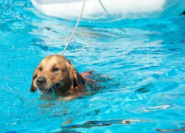 Cankurtaran köpek