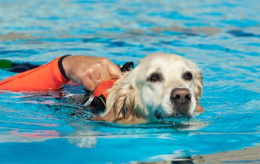 Cankurtaran köpek