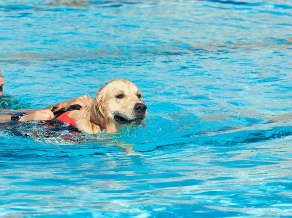 Cão salva-vidas — Fotografia de Stock