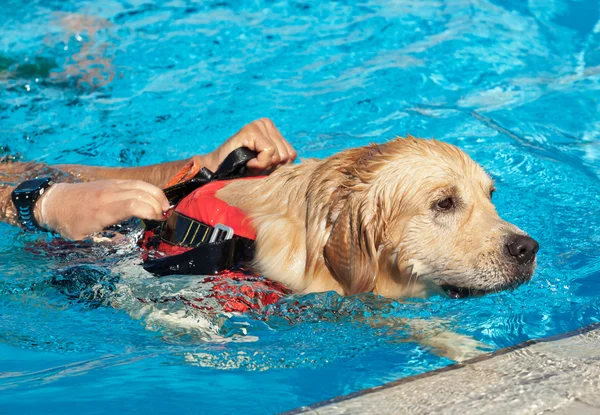 Badmeester hond — Stockfoto