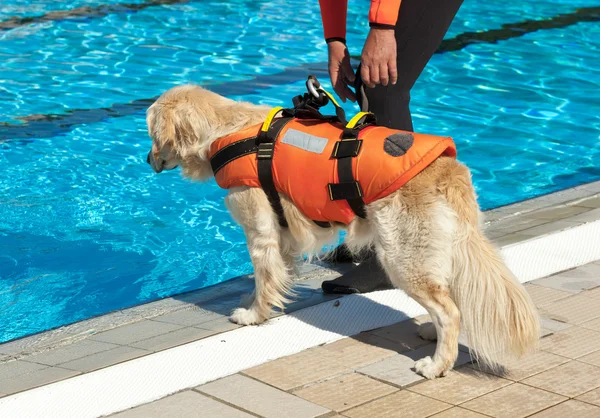 Rettungsschwimmerhund — Stockfoto