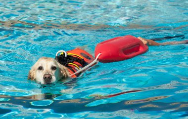 Cankurtaran köpek
