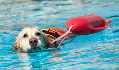 Cankurtaran köpek