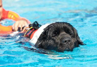 Cankurtaran köpek