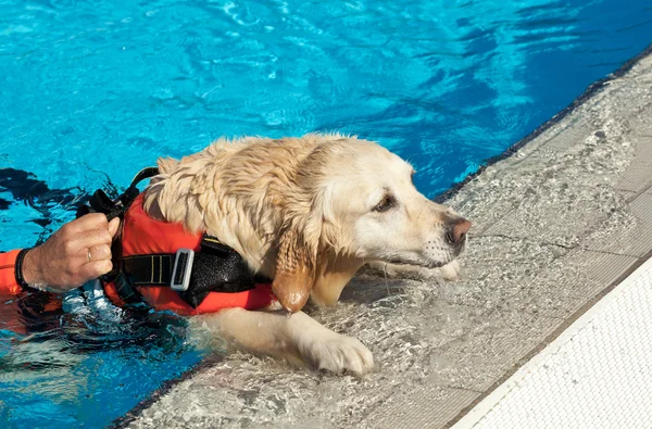 Lifeguard dog — Stock Photo, Image