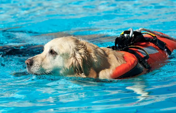 Lifeguard dog — Stock Photo, Image