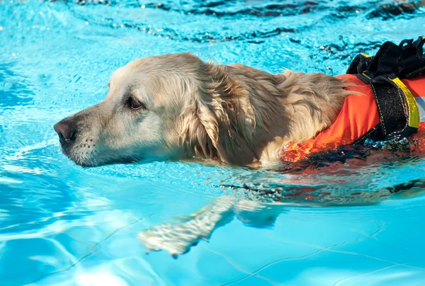 Rettungsschwimmerhund — Stockfoto