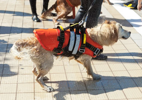 Badmeester hond — Stockfoto