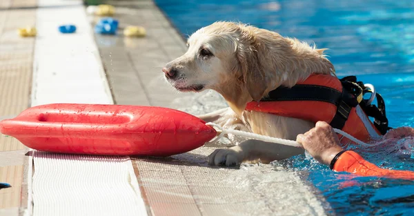 Perro salvavidas — Foto de Stock