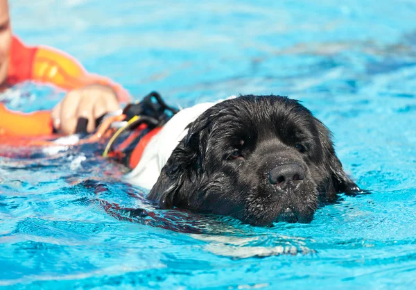 Lifeguard dog — Stock Photo, Image