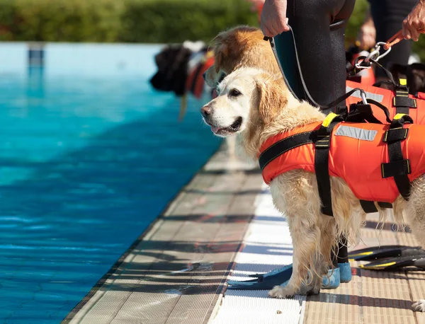 Rettungsschwimmerhund — Stockfoto