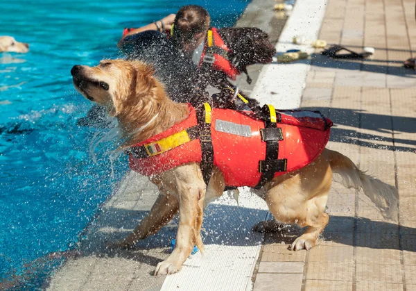 Badmeester hond — Stockfoto