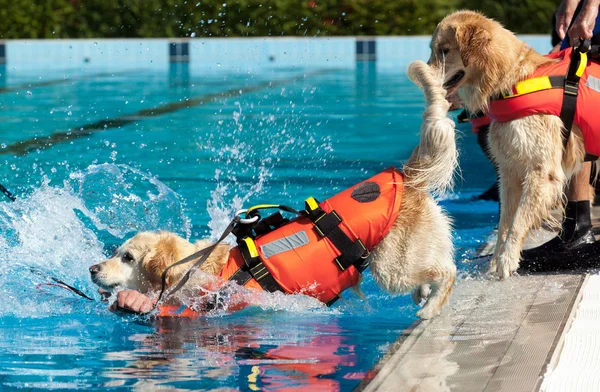 Perro salvavidas — Foto de Stock