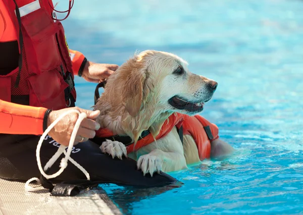 Lifeguard dog — Stock Photo, Image