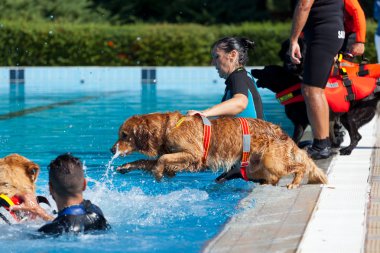 Köpek cankurtaran, gösteri kurtarma.