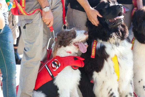 Salvavidas perro, demostración de rescate . — Foto de Stock