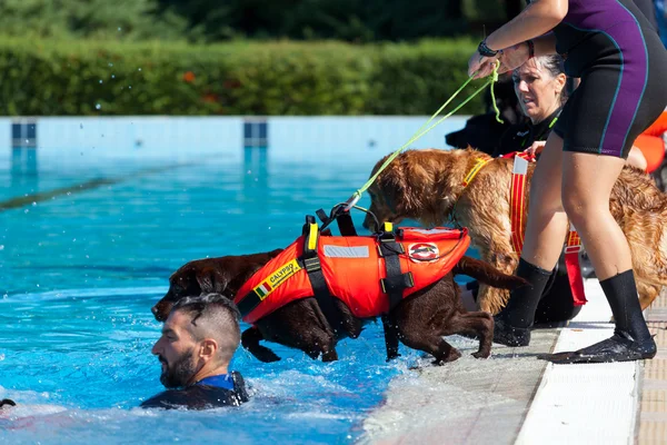 Спасательная собака, спасательная демонстрация . — стоковое фото
