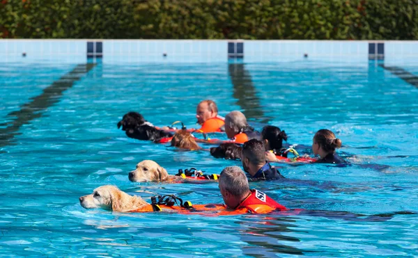 Salvavidas perro, demostración de rescate . —  Fotos de Stock