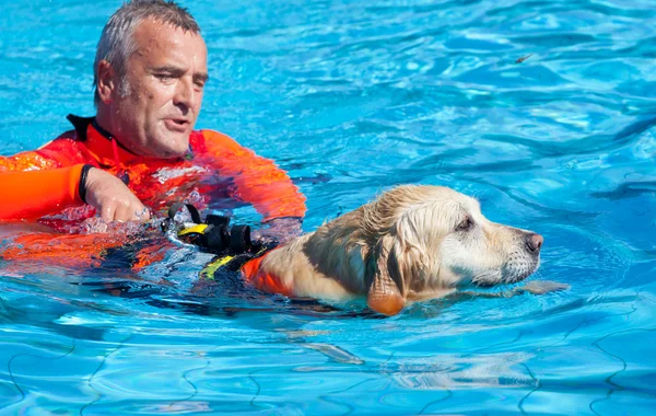 Salvavidas perro, demostración de rescate . — Foto de Stock