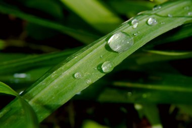 Yeşil çimen bıçağı temiz su damlacıklarını tutuyor, ışığı yansıtıyor ve karanlık, odak dışı bir zeminde doğanın tazeliğini, saflığını ve çevresel büyümesini sembolize ediyor.