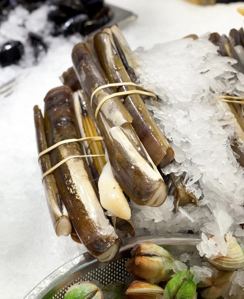 Razor musslor på is — Stockfoto