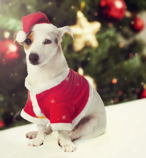 Dog dressed as Santa Claus in Christmas theme — Stock Photo, Image