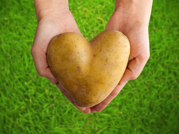 Potato shaped heart in the hands on green grass — Stock Photo, Image