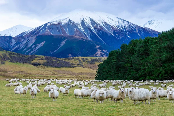 山の背景を持つ羊や子羊の群れ南島ニュージーランド — ストック写真