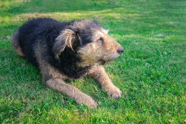 Senior dog lying down on green grass in sunlight. Old dog resting on lawn. Mongrel shaggy dog relaxing on meadow.
