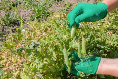 Bezelye kabuğu toplayan bir kadın. Eldiven giymiş kadın eller bahçede taze taze taze organik bezelyeler topluyor. Vegan vejetaryen ev yapımı gıda üretimi.