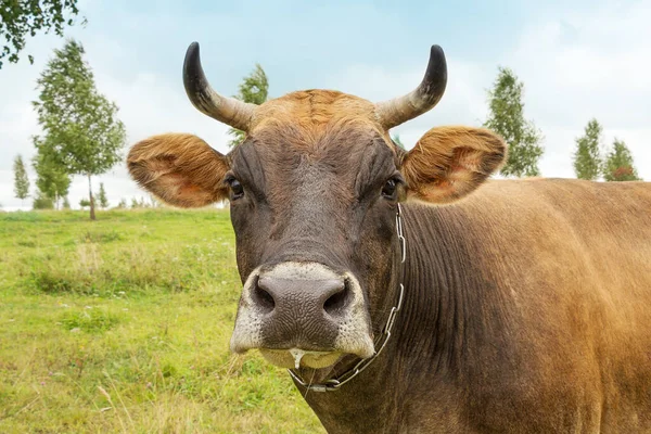 Beautiful brown cow looks into the frame. Cow in the pasture.
