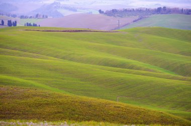 Golden Hills
