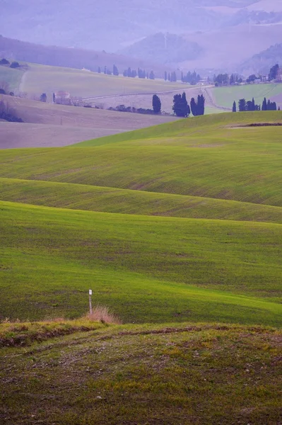 Collines dorées — Photo