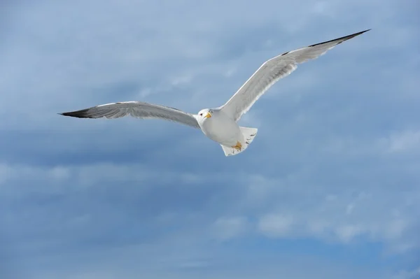 Seagull — Stock Photo, Image