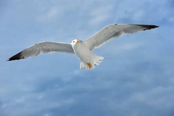 Seagull — Stock Photo, Image