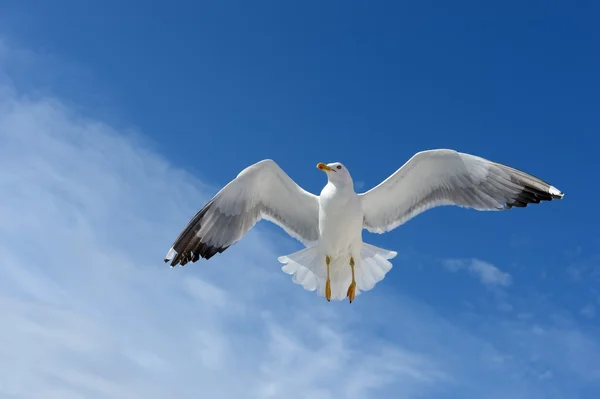 Seagull — Stock Photo, Image