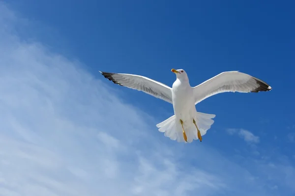 Seagull — Stock Photo, Image