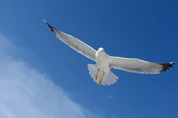 Seagull — Stock Photo, Image