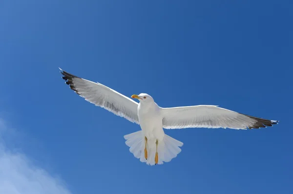 Seagull — Stock Photo, Image