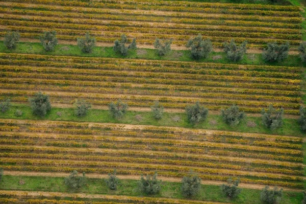 Oli & wine in einer Reihe — Stockfoto