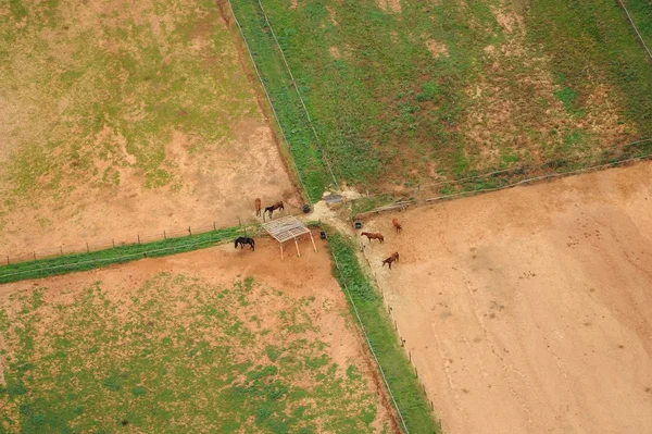 Horses from the sky — Stock Photo, Image