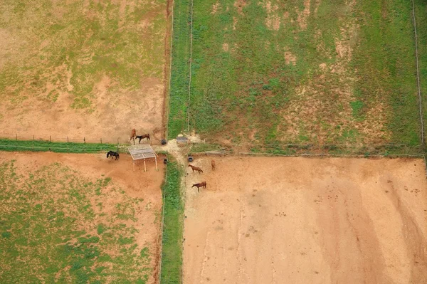 Caballos del cielo — Foto de Stock