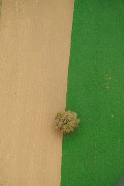 二色フィールドと上からツリー — ストック写真
