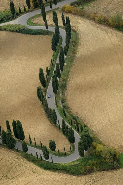 Cyprès le long de la route — Photo